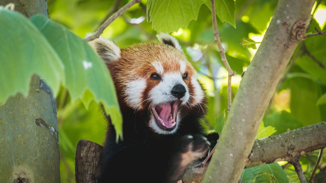 红熊猫滑稽吐舌超萌瞬间，精选4K高清壁纸下载，3840x2160分辨率动物美图