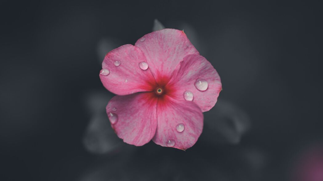 4K高清壁纸，微距下的花朵与水滴，精美花瓣与水景，3840x2160分辨率下载