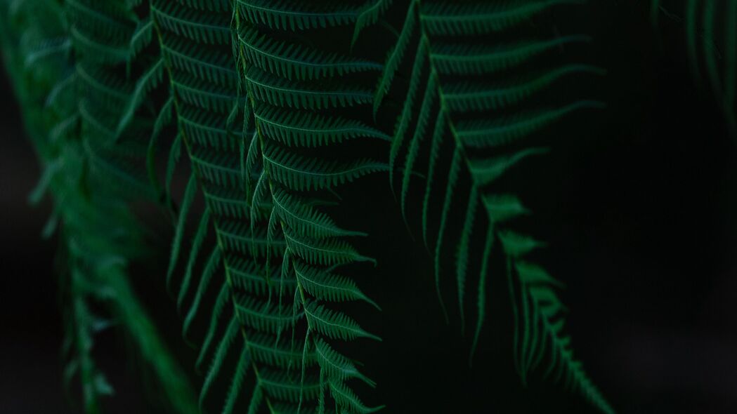 蕨类植物深色系4K超高清壁纸，树叶树枝细节尽显，3840x2160分辨率，一键下载