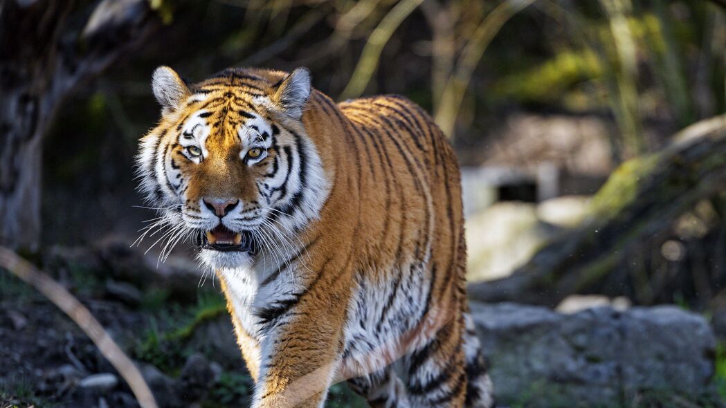 老虎捕食者尖牙大猫震撼登场，精选4K高清壁纸，3840x2160超清分辨率，动物之美尽在眼前！立即下载，装点你的数字世界！
