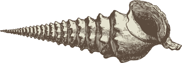 海洋动物手绘素描PNG，高清透明装饰图片素材下载