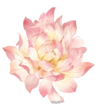 古风牡丹花免抠PNG，高清透明图片，创意装饰元素，设计素材下载