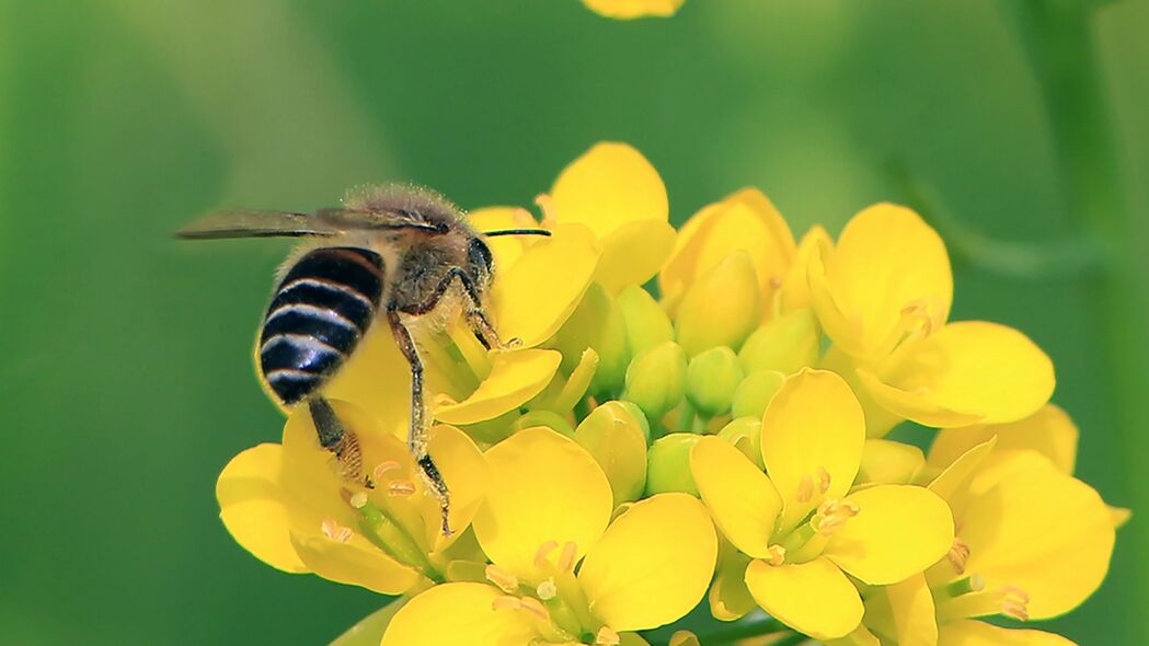 蜜蜂舞动翅膀，黄色花朵绽放生机——4K高清壁纸，3840x2160精美背景图片下载