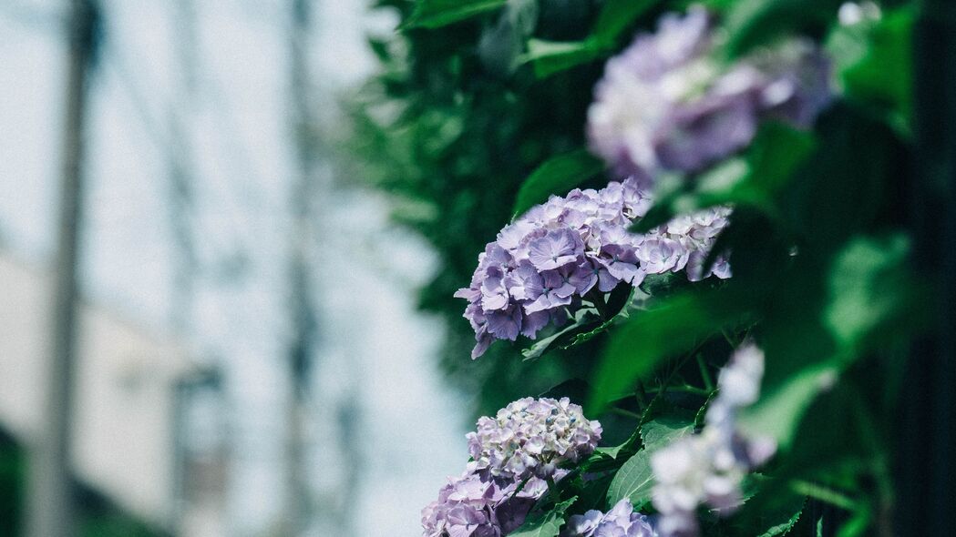 绣球花盛开美景，高清4K灌木花朵壁纸，3840x2160分辨率，树叶细节清晰可见，免费下载！
