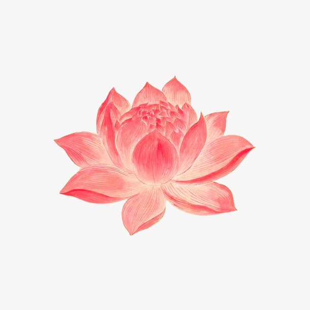粉色水墨手绘荷花，高清PNG透明图&手绘卡通PSD素材下载