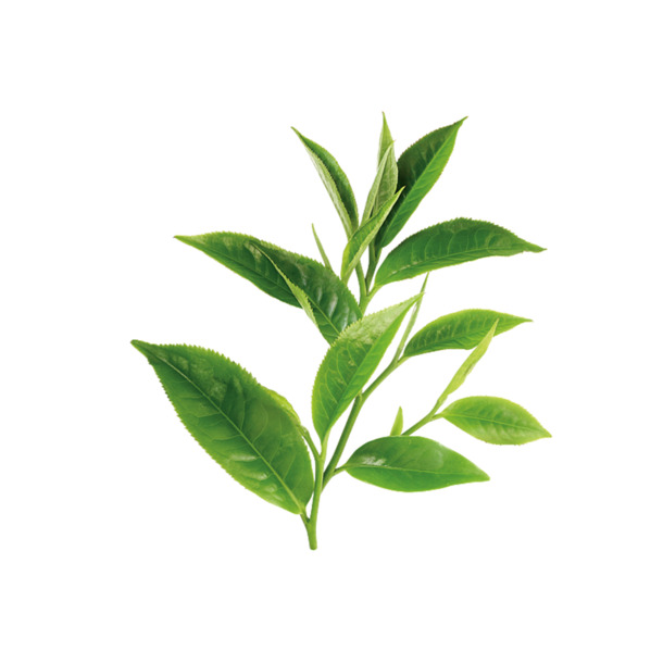 绿色植物茶叶PNG透明图片，高清动植物元素设计素材下载
