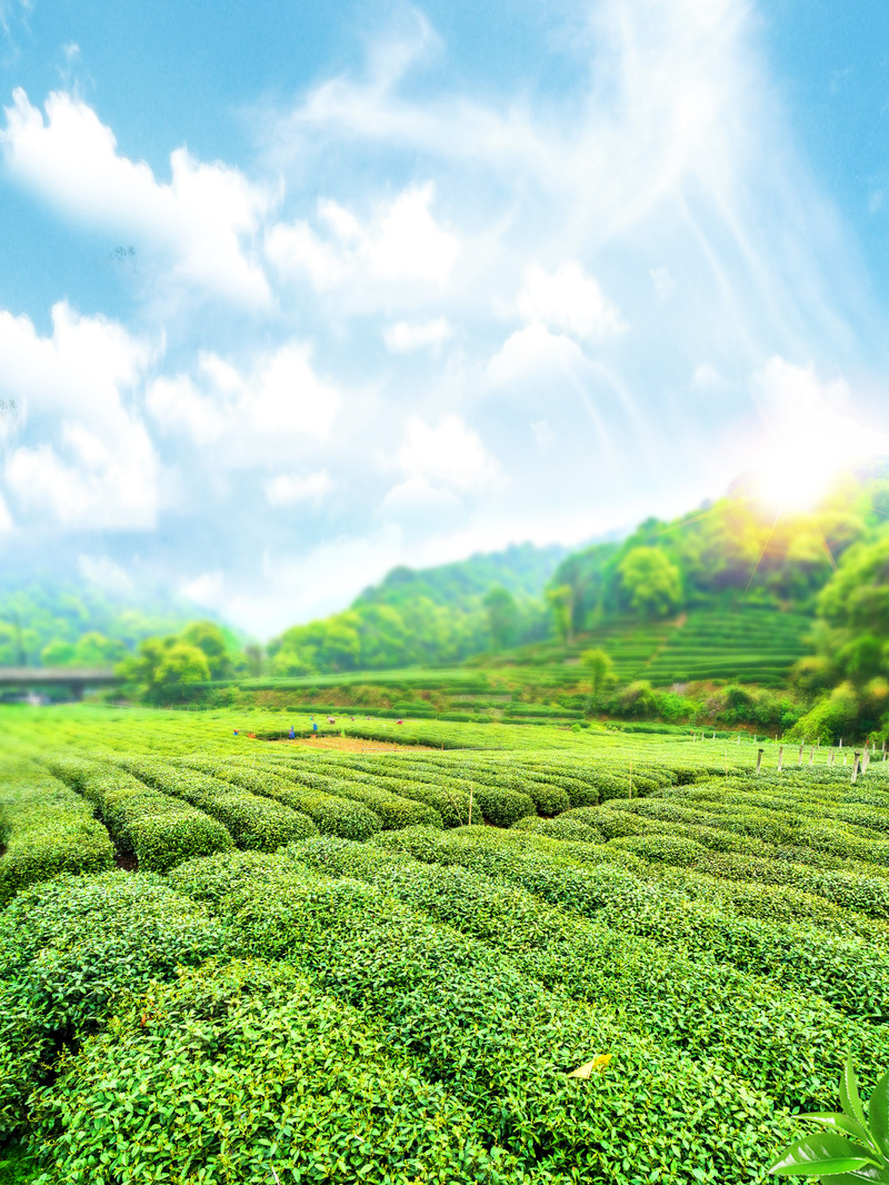 绿色茶园蓝天美景，高清JPG图片与PSD设计素材免费下载