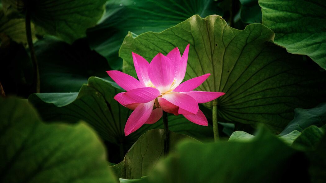 莲花之美，高清4K植物壁纸，树叶细节尽显，3840x2160超高清下载