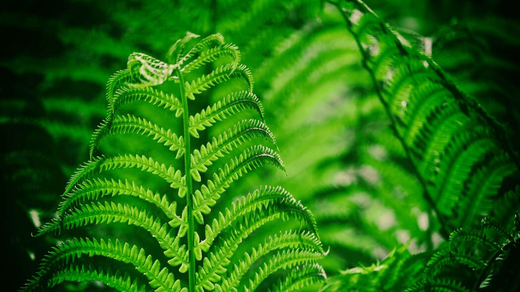 蕨类植物叶子高清壁纸，宏大自然美景，4K分辨率3840x2160，免费下载