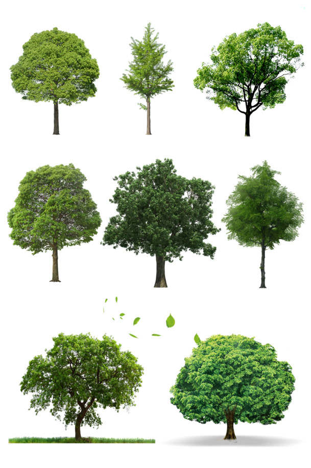 小清新绿色大树PNG图片集，高清透明动植物元素PSD设计素材下载