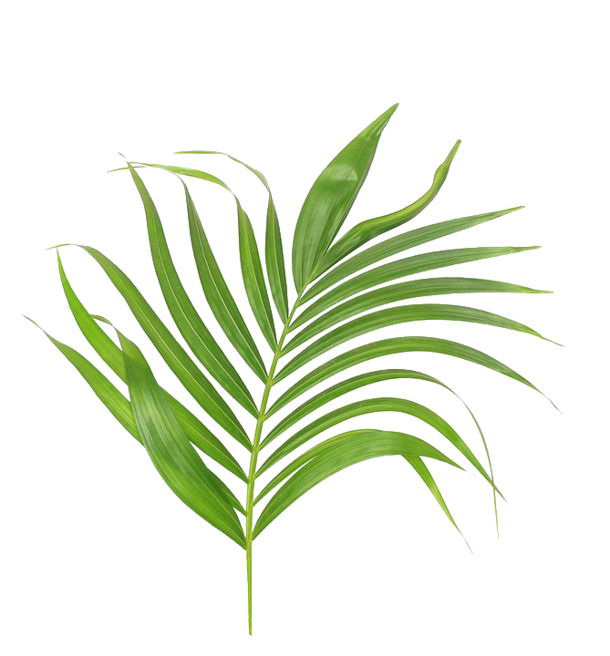 绿色棕榈叶PNG透明图，动植物元素PSD素材高清下载