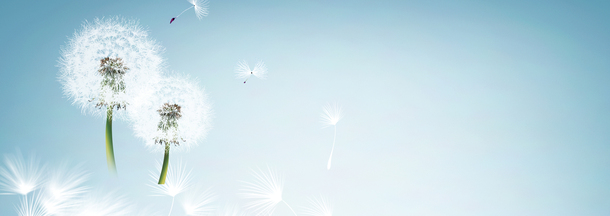 蒲公英清新背景banner，唯美PNG透明图片，高清海报设计素材下载