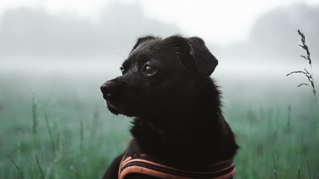 狗宠高清盛宴，黑色萌犬4K壁纸，3840x2160超高清下载，草地背景更添自然之美