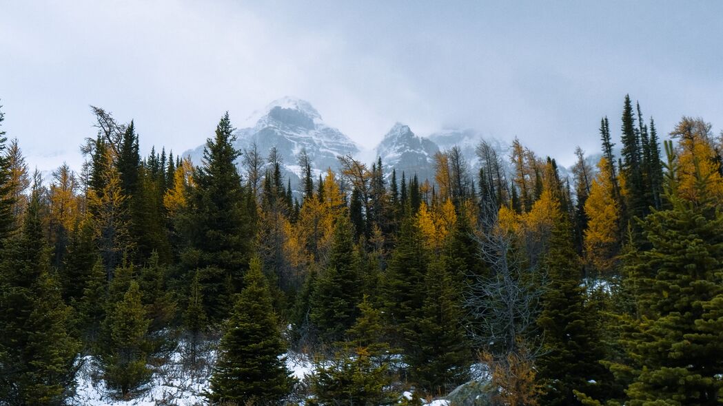4K超高清壁纸，森林山脉雪景，树木雪地美景尽收眼底，3840x2160分辨率畅享视觉盛宴！