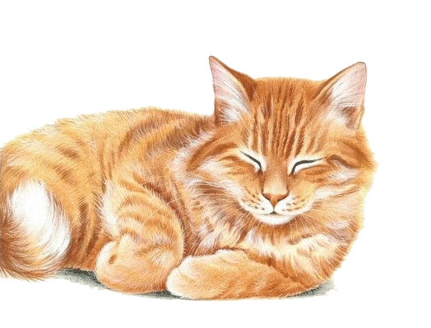 可爱黄色卡通猫咪PNG，高清透明动植物设计素材，一键下载！