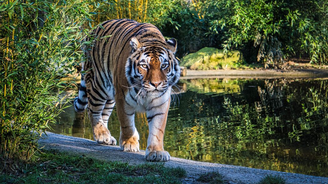 老虎大猫风采，4K高清捕食者瞬间，湖泊背景绝美壁纸（3840x2160）