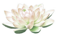 莲花PNG透明图，高清装饰元素，植物设计素材下载
