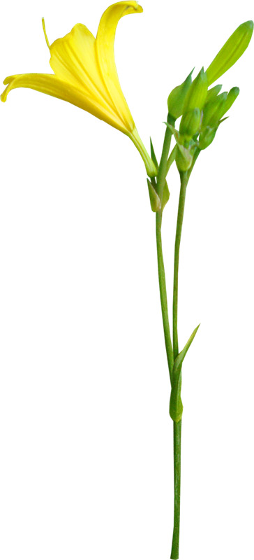 黄色花朵PNG素材，高清透明图片，含花骨朵与绿色枝干，漂浮花瓣设计元素，免费下载