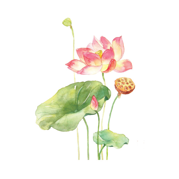 手绘荷花高清PNG透明图片，中国风装饰元素，设计素材下载