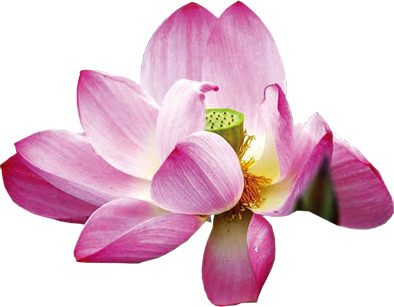 国庆节设计素材，高清PNG透明图片，红色莲花拍摄效果，节日元素，一键下载