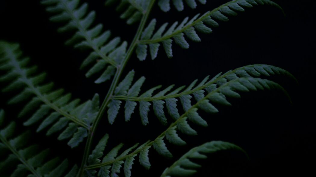 蕨类植物树枝深色调4K超清壁纸，3840x2160高清背景图片免费下载