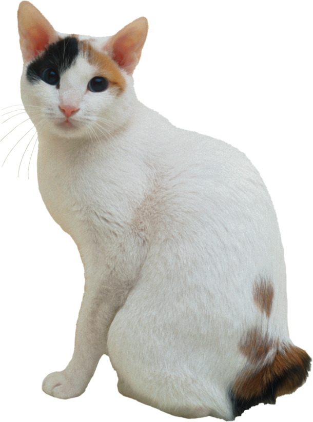 卡通白花猫PNG高清透明图片，动植物元素动物设计素材下载