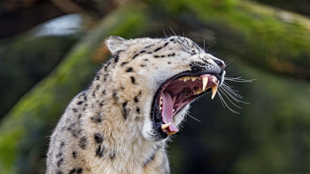 猎豹雄姿，高清4K獠牙大猫捕食者壁纸，3840x2160超清下载