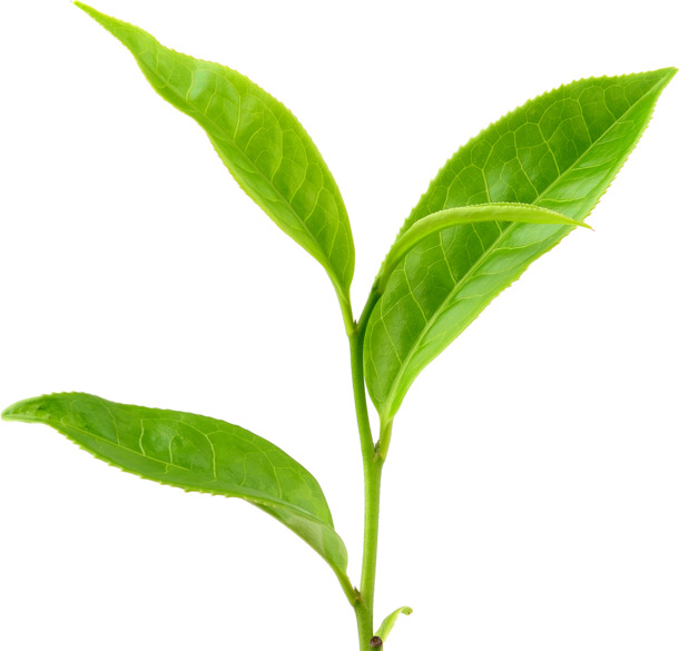 鲜嫩枝叶PNG透明高清素材，动植物元素丰富，植物设计下载必备