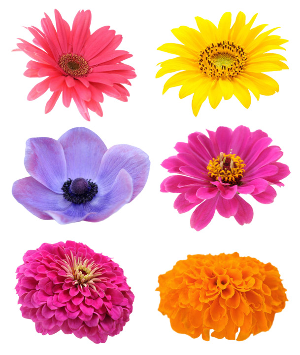 菊花、兰花、月季花PNG素材，高清透明图片，花瓣漂浮元素设计素材下载