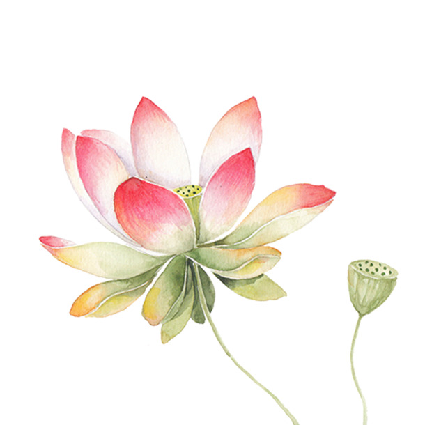 工笔荷花PNG透明素材，高清植物设计元素，免费下载