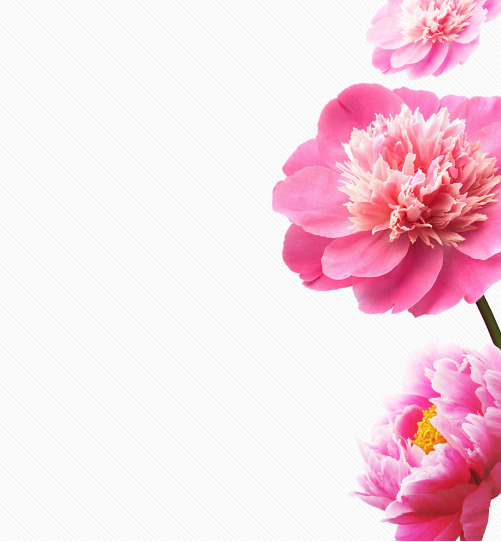 高清PNG透明花朵素材下载，漂浮花瓣设计元素精选
