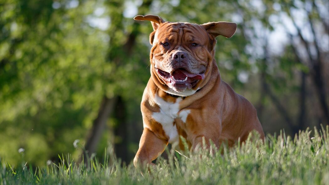 斗牛犬狗舌头俏皮瞬间，高清4K壁纸，3840x2160超清下载