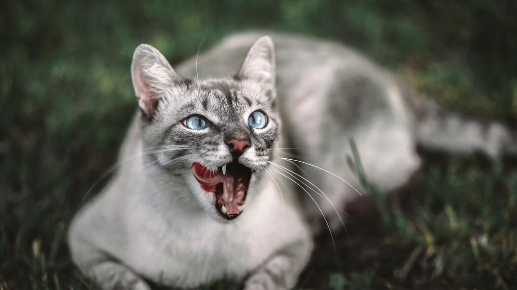 猫之萌态，突出舌头，枪口视角，超清4K壁纸（3840x2160）免费下载