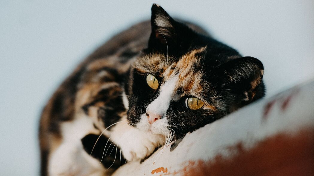 高清可爱猫咪4K壁纸，精选3840x2160宠物壁纸，一键下载！