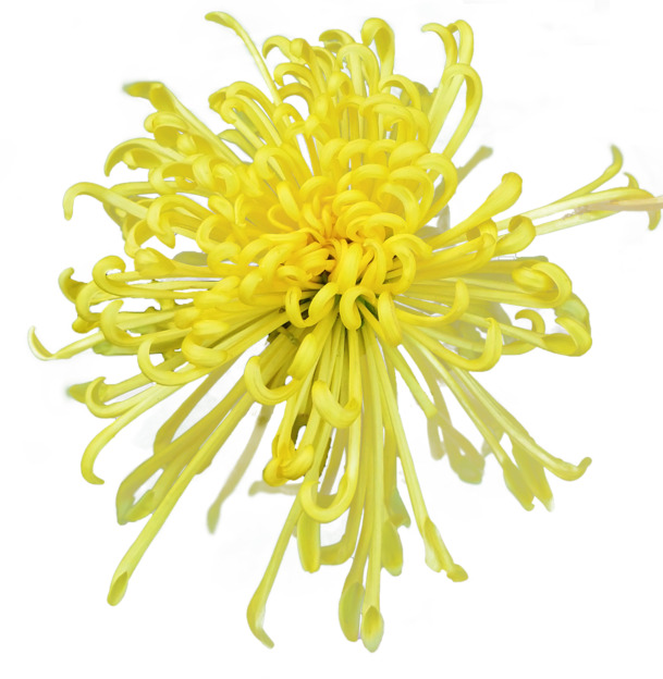 菊花美图，精选高清PNG透明图片，动植物元素丰富，植物设计素材下载