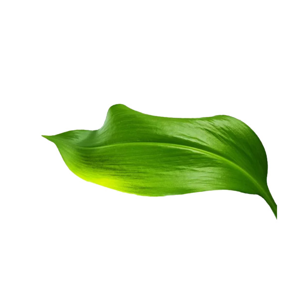 一片绿叶PNG透明图，高清动植物元素设计素材下载