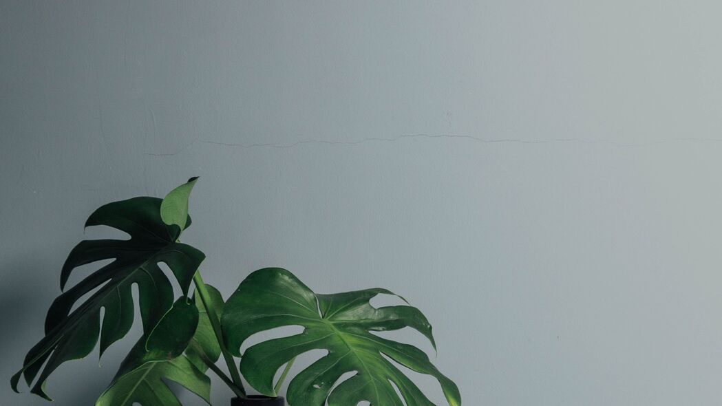 树叶花瓶4K高清壁纸，3840x2160超高清背景图片，一键下载！