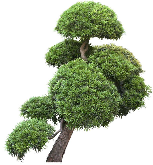 松树松针立面高清PNG透明图，动植物元素设计素材，一键下载