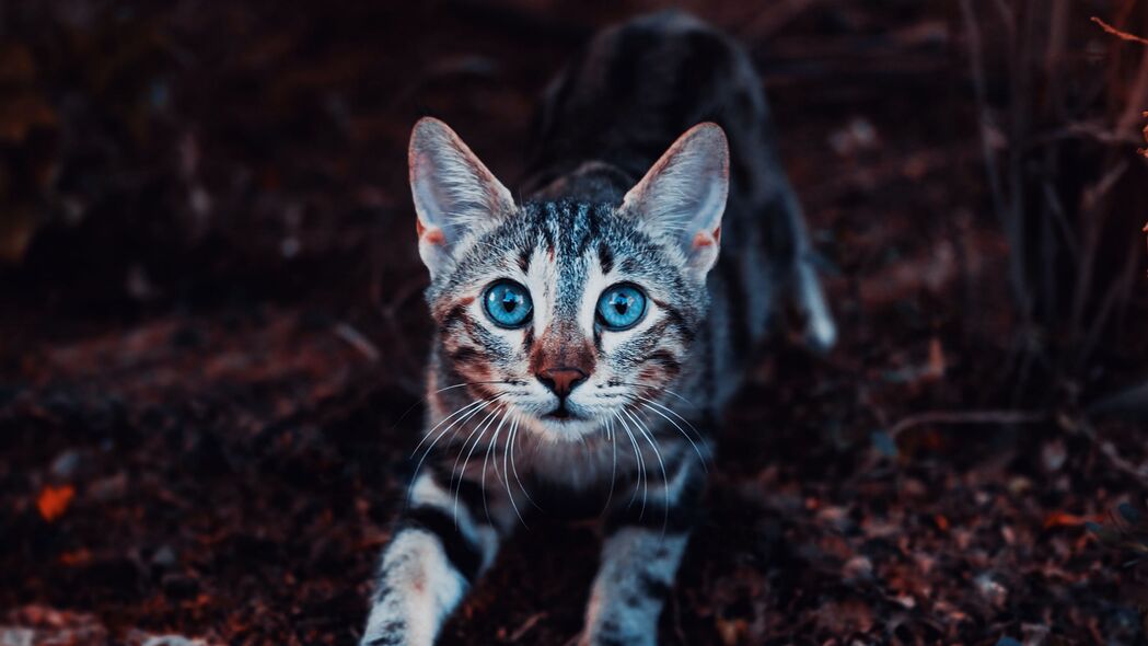 小猫条纹萌态，4K高清壁纸下载，3840x2160分辨率精选