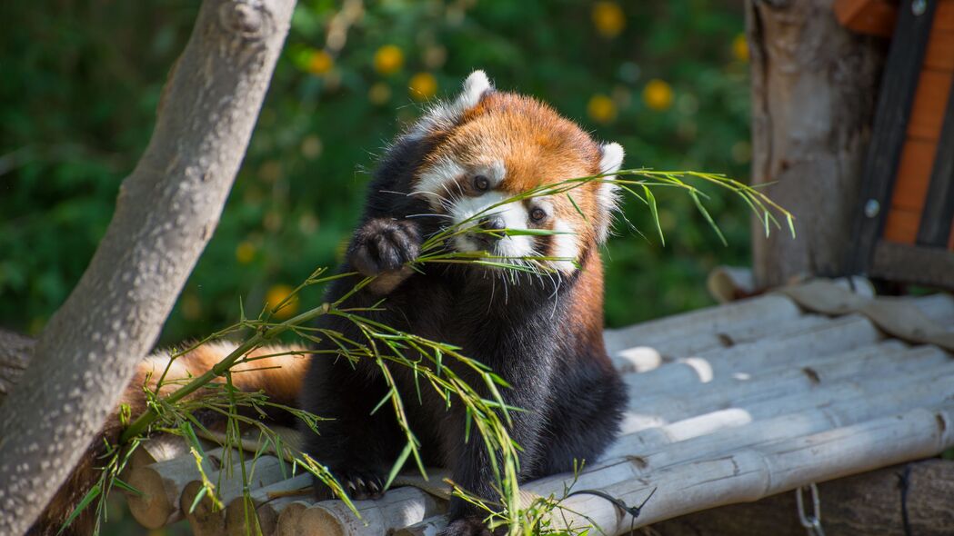 红熊猫萌态可掬，攀枝戏竹美景尽收，超高清4K壁纸，3840x2160分辨率，尽享视觉盛宴！