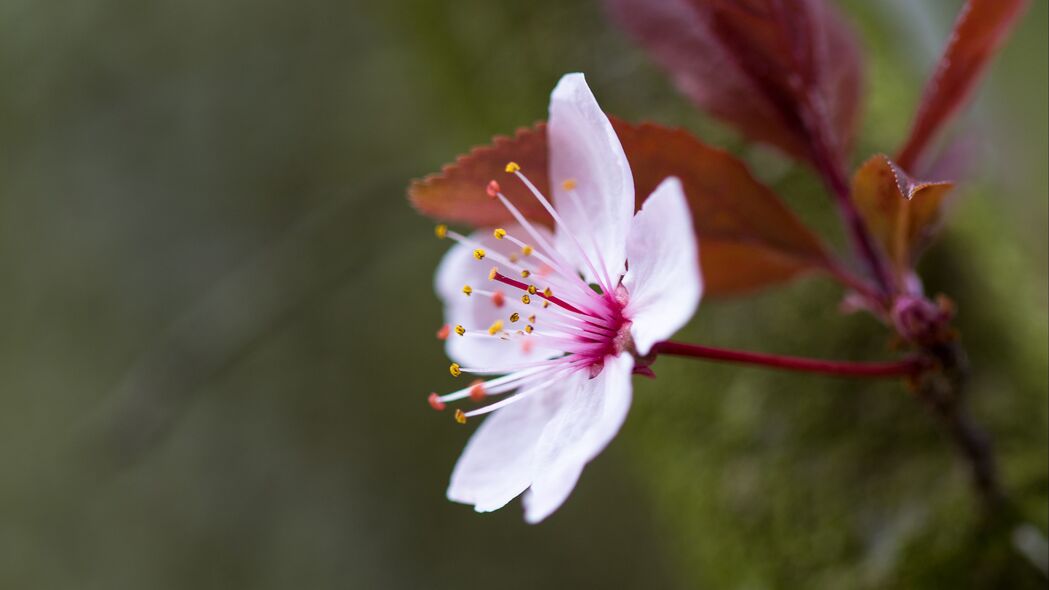 花朵绽放之美，4K高清花瓣与花粉壁纸，3840x2160超清下载