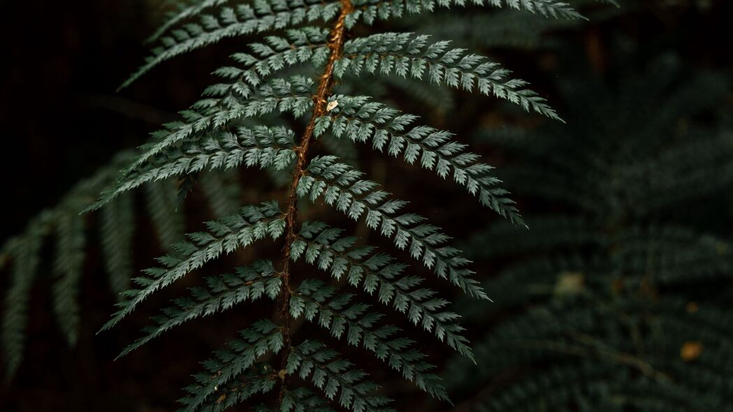 蕨类植物灌木深色4K超清壁纸，3840x2160高清树叶背景图片，一键下载！