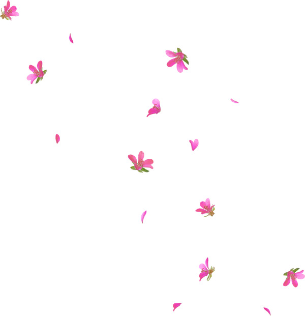桃花纷飞，高清PNG透明素材，漂浮花瓣设计元素免费下载