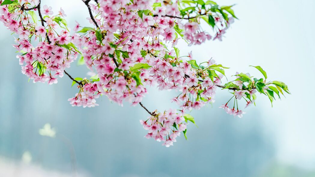 花朵绽放，美丽花园中的苹果树，4K超清壁纸，3840x2160高清背景图片，一键下载！