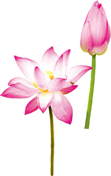 粉色莲花绽放瞬间，精美花苞高清PNG透明图，端午节PSD设计素材免费下载