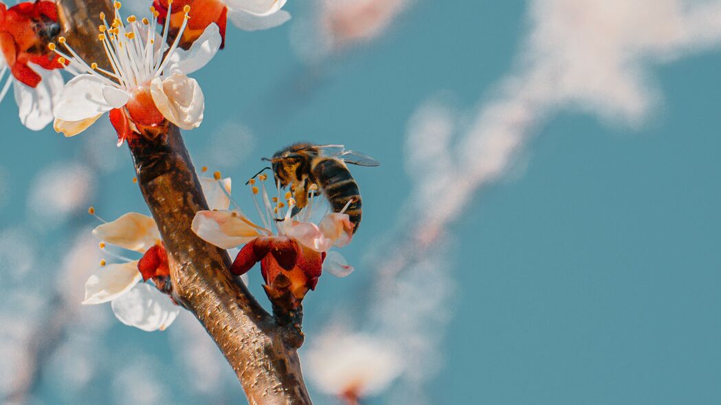 蜜蜂采蜜瞬间，树枝繁花绽放，4K高清壁纸展现花粉纷飞之美，3840x2160分辨率动物图片下载