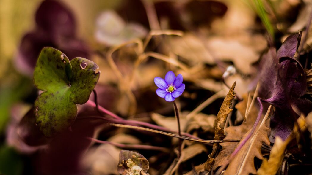 孤独花瓣，绝美4K高清壁纸，3840x2160超清下载