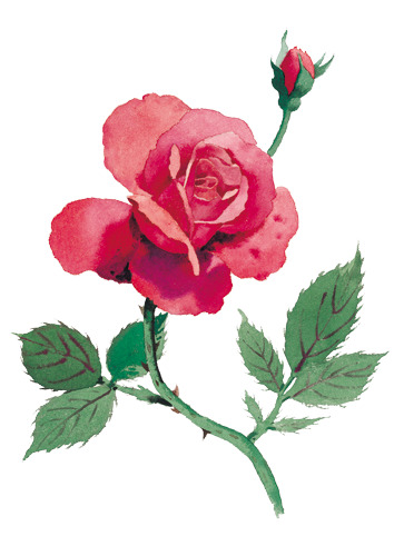 月季花卉素材，高清PNG透明图片，情人节节日元素设计必备