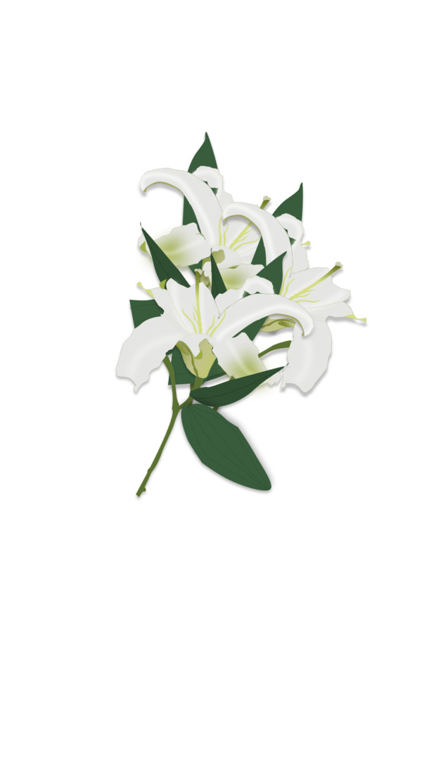 清新百合花束PNG素材，免扣高清透明动植物元素，设计必备下载