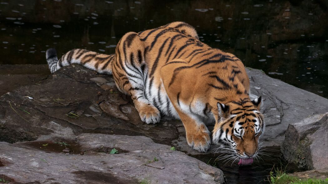 老虎伸出醒目长舌，高清4K大猫壁纸，3840x2160超清下载